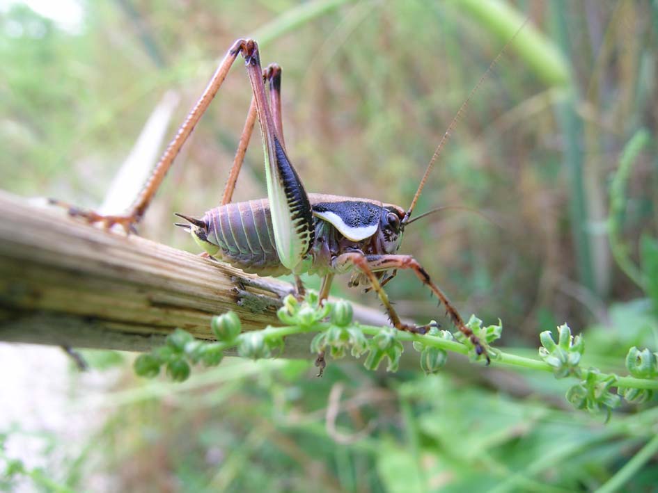 Eupholidoptera magnifica